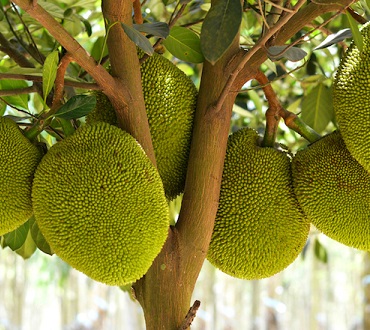 JackFruit
