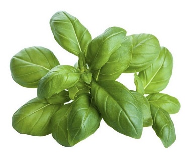 Basil