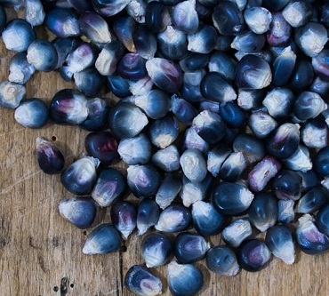 Blue Corn
