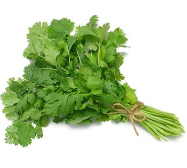 Coriander