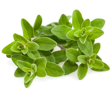 Marjoram