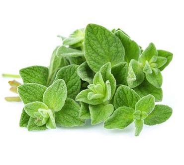 Oregano
