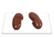 Kidney