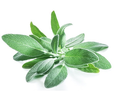 Sage