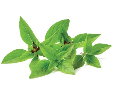 ThaiBasil